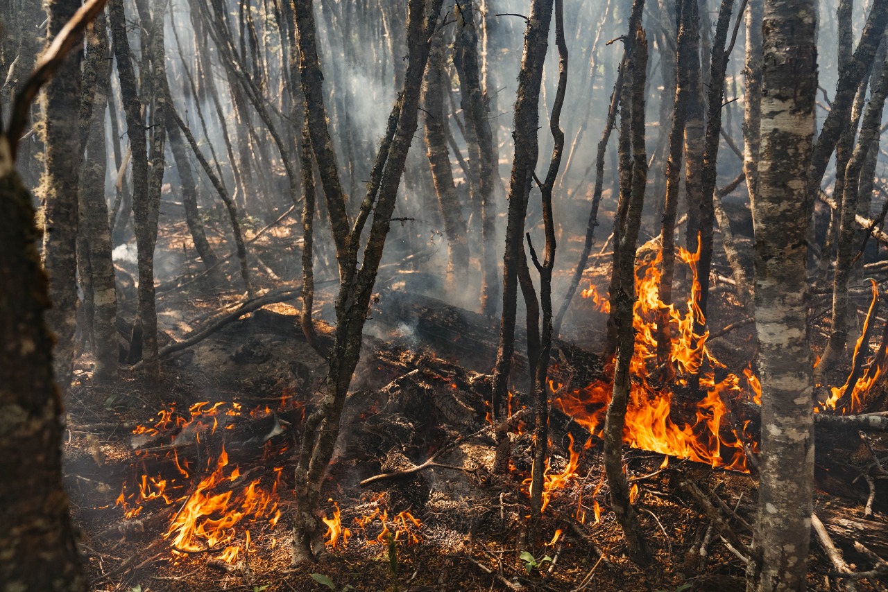 bosque quemado tierra del fuego